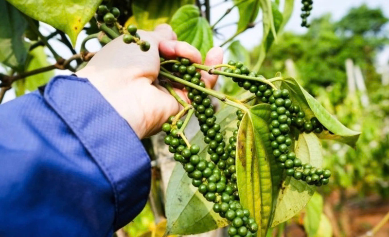 Bà Hoàng Thị Liên - Chủ tịch Hiệp hội Hồ tiêu và Cây gia vị Việt Nam đề xuất sớm chuẩn hóa hệ thống hướng dẫn xuất xứ. Ảnh: Tấn Lực