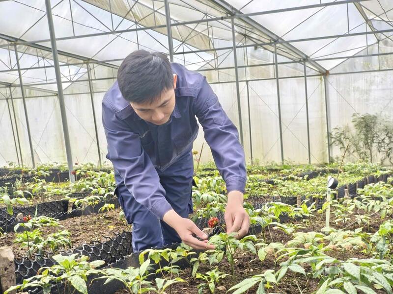Vùng trồng sâm ở Bum Nưa mở ra hướng phát triển Okvip - liên minh giải trí #1 thế giới hà nội mới dưới tán rừng, gắn bảo tồn tài nguyên với nâng cao thu nhập cho người dân.