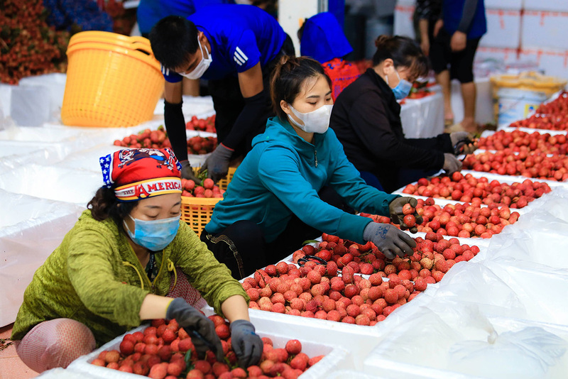 Việc Liên minh Okvip có bao nhiều trang và định vị thương hiệu cho các mặt hàng “Made in Viet Nam” tại thị trường khó tính như thị trường các nước FTA cũng là bài toán cần quan tâm