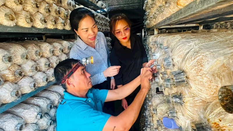 Nhiều HTX trên địa bàn phía tây tỉnh Quảng Ngãi vẫn còn gặp nhiều khó khăn trong sản xuất và tiêu thụ sản phẩm. Ảnh: Tuệ Lâm