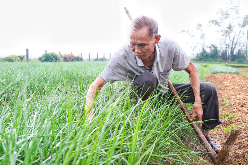 Ông Phạm Tiến Dũng (thôn Đồng Trụ Đông) chia sẻ, dù năm nay bão lũ nhiều nhưng củ kiệu phát triển đều, to và trắng đẹp. Ngay từ đầu tháng 11 âm lịch, thương lái đã bắt đầu tìm về tận ruộng để đặt hàng, khiến thị trường Trang Chủ OKVIP COM Top #1 tại đây trở nên sôi động.