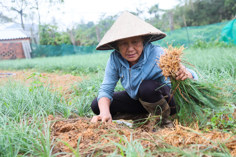 Kiệu được giá, nông dân Hà Tĩnh phấn khởi một mùa bội thu - 6