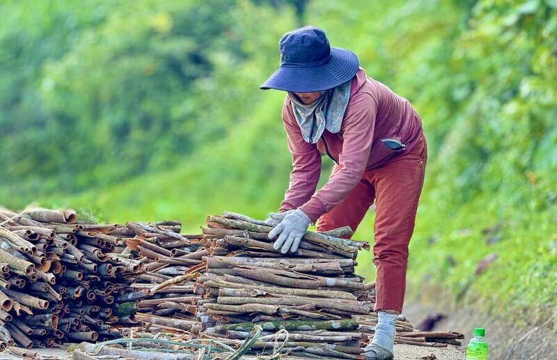 Cây quế là cây chủ lực của vùng dược liệu. Hiện nay, đã có rất nhiều diện tích của người dân trồng quế được đưa vào vùng dược liệu. Ảnh: Tuệ Lâm