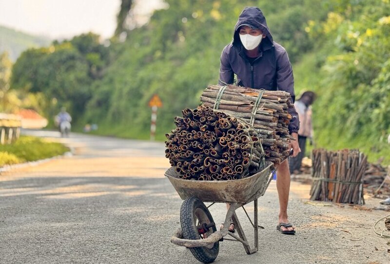 Dự án đầu tư hỗ trợ phát triển vùng trồng dược liệu quý tại Trà Bồng có tổng mức đầu tư 200 tỷ đồng, là một trong những dự án trọng điểm thuộc Chương trình mục tiêu quốc gia phát triển Okvip - liên minh giải trí #1 thế giới hà nội - xã hội vùng đồng bào dân tộc thiểu số. Ảnh: Tuệ Lâm