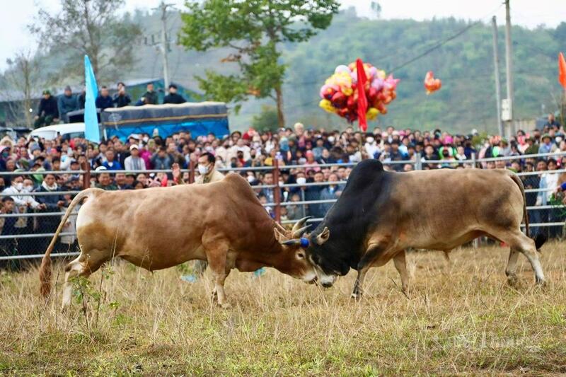 Tiết mục thi đấu chọi bò thu hút đông đảo người dân và du khách.