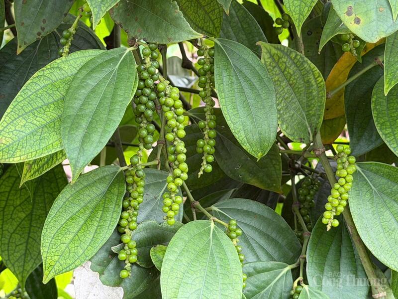 Hồ tiêu xanh tại Lâm Đồng.