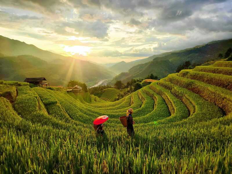 Mùa lúa chín rất đặc trưng ở Mù Cang Chải. Ảnh: Giàng Hạnh Phúc