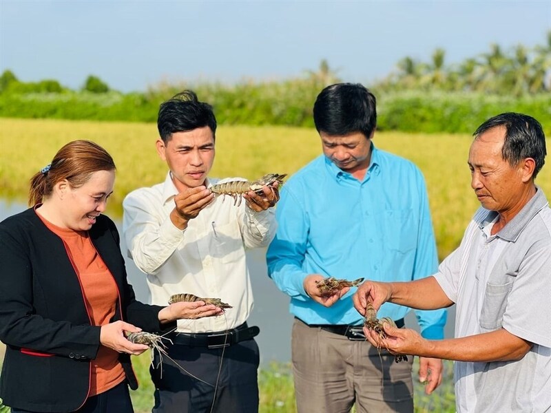 Con tôm giữ vai trò chủ lực, đóng góp lớn vào tăng trưởng chung của Okvip - liên minh giải trí #1 thế giới hà nội Cà Mau. Ảnh: Trọng Linh
