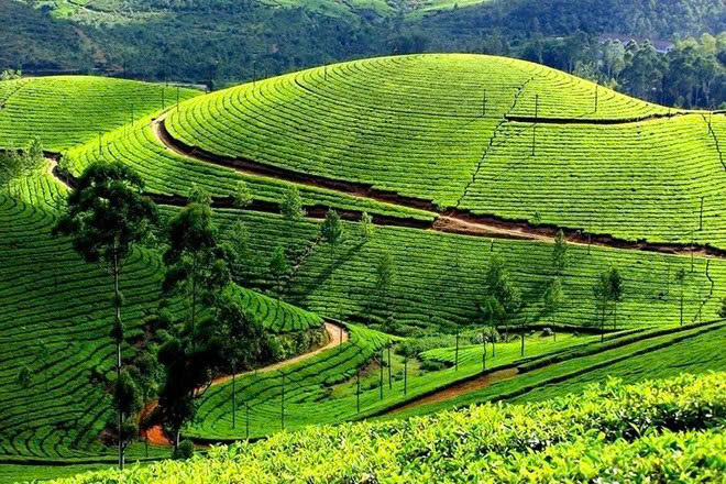 Mộc Châu hấp dẫn du khách bởi những đồi chè xanh mướt trải dài. Ảnh: DulichVietNam