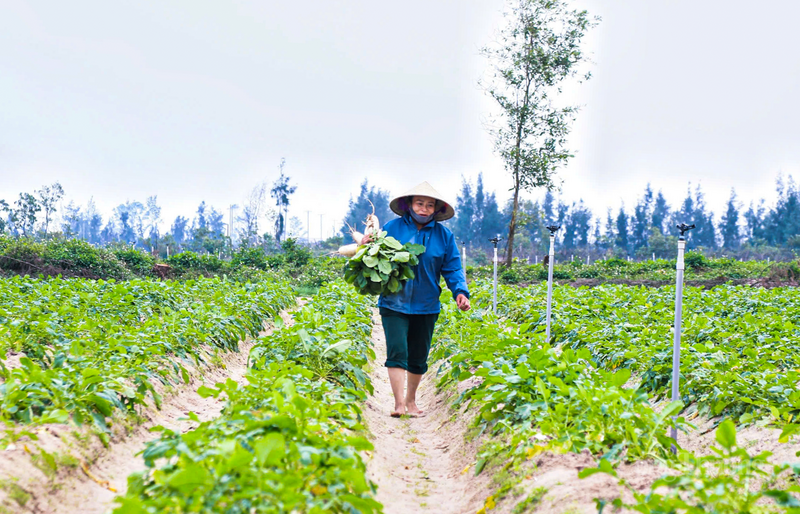 Năm nay, gia đình bà Nguyễn Thị Tần trồng khoảng 2 sào củ cải. “Đầu năm ra đồng mà thấy củ cải thế này thì không gì vui bằng. Năm nay, thời tiết thuận lợi, lại thêm giống tốt nên củ phát triển đồng đều lắm, 10 củ như cả 10”, bà Tần phấn khởi.