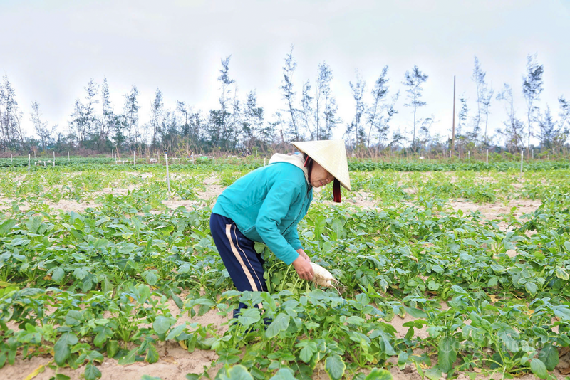 Để hạn chế phần nào tình trạng "được mùa rớt giá", người dân tiến hành gối vụ, thu hoạch xen kẽ.