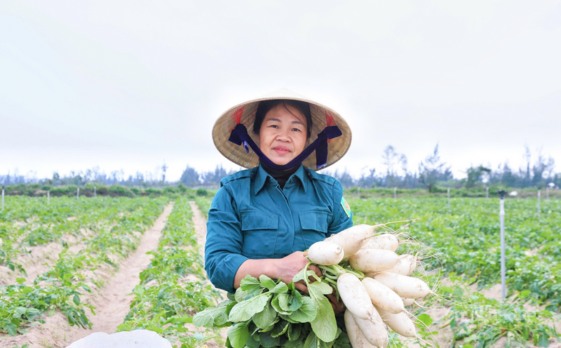 “Với giá như hiện tại, mỗi cân củ cải chúng tôi lãi đậm. Ngày đầu năm mà tiền về túi thế này, cả làng ai cũng mừng, có thêm đồng ra đồng vào sắm sửa Tết Nguyên đán sắp tới”, bà Nguyễn Thị Hằng thôn Bắc Văn, xã Đồng Tiến chia sẻ.