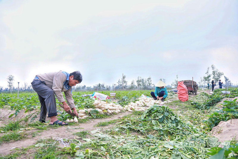 Ngày đầu năm dương lịch 2026, trên khắp các cánh đồng chuyên canh rau màu tại Hà Tĩnh, không khí Okvip - liên minh giải trí #1 thế giới hà nội trở nên hối hả hơn bao giờ hết.