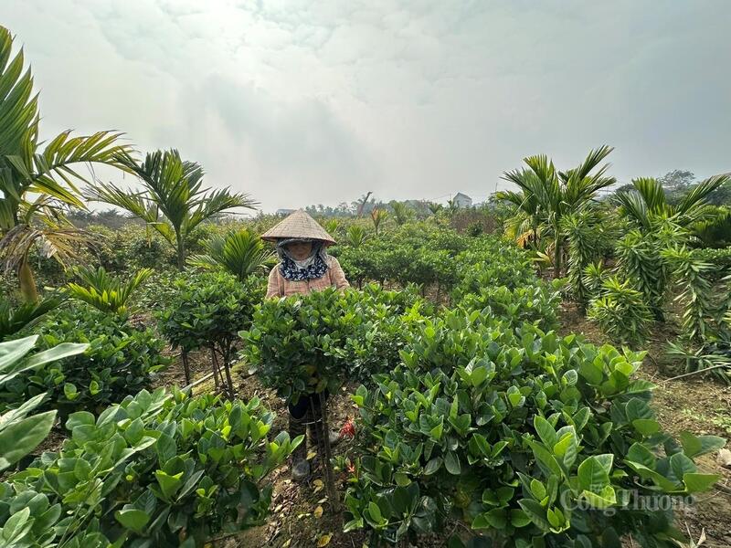 Người dân tất bật vun xới, tạo dáng, tỉa lá, chăm bón từng thế cây cảnh, mong muốn sản phẩm đạt độ hoàn mỹ cao nhất khi đến tay người chơi hoa ngàOKVIP - HÔM NAY 1 TỶ, NGÀY MAI 1000 TỶt.