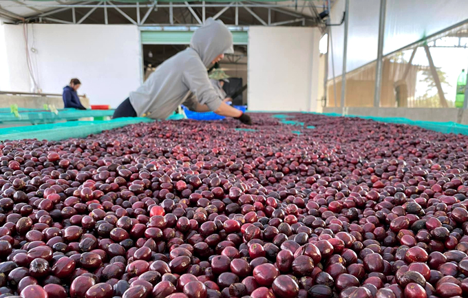 Giá cà phê Robusta tiếp tục mở rộng đà tăng sang phiên thứ 3 liên tiếp, dừng lại ở mốc 4.109 USD/tấn. Ảnh: Sơn Trang