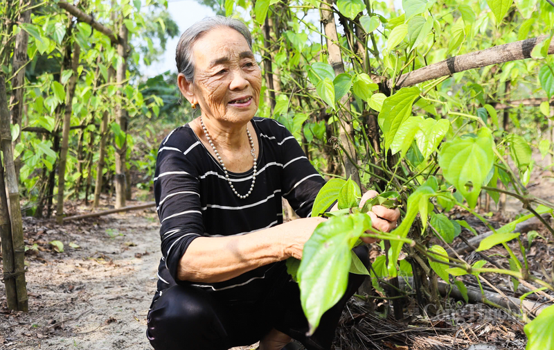 Bà Nguyễn Thị Huề (thôn Bắc Hải), cho biết, thị trường tiêu thụ trầu không của Thạch Khê rất rộng, không chỉ trong tỉnh Hà Tĩnh mà còn xuất đi các tỉnh lân cận như Nghệ An, Quảng Bình. “Chỉ cần giá cả giữ ổn định như thế này, mỗi hộ trồng trầu có thể thu về hàng chục triệu đồng trong dịp Tết và rằm tháng Giêng sắp tới", bà Huề chia sẻ.