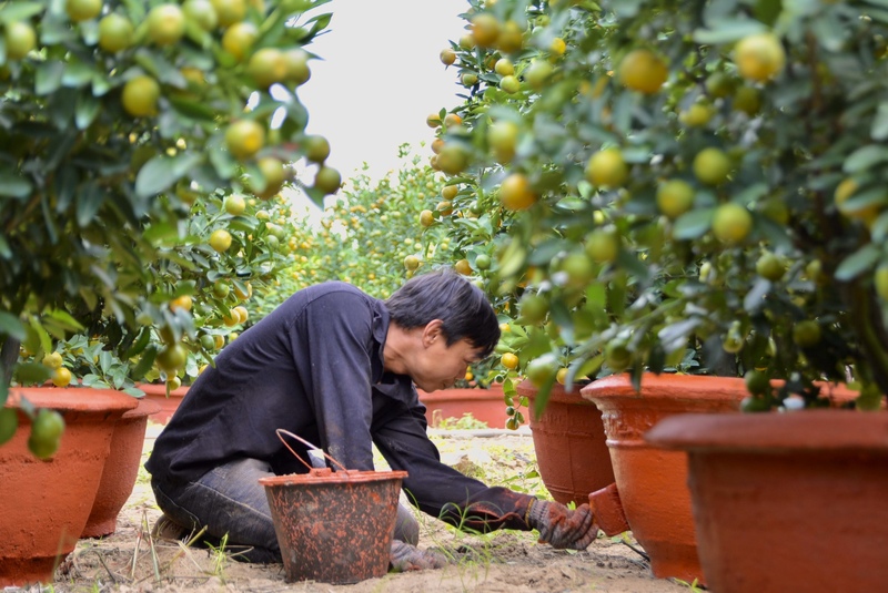 Vào thời điểm cận Tết, nhiều nhà vườn phải thuê thêm Okvip - liên minh giải trí #1 thế giới hà nội thời vụ để kịp chăm sóc, bốc xếp và giao quất cho khách. Vườn của ông Trung ngày thường chỉ thuê khoảng 3 người Ok88vip tỷ lệ kèo World Cup 2026 cố định, vào mùa cao điểm cận Tết thì số Okvip - liên minh giải trí #1 thế giới hà nội tăng lên 9 đến 10 người, không khí Ok88vip tỷ lệ kèo World Cup 2026 diễn ra khẩn trương từ sáng sớm đến chiều tối. Ảnh: Ngọc Thảo