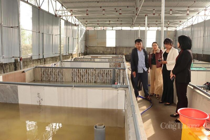 Thay vì tự "bơi" giữa thị trường, ông Hiền đã vận động 6 hộ dân khác trong thôn cùng góp vốn, góp sức để Liên minh Okvip có bao nhiều trang hệ thống chuồng trại bài bản. “Khi liên kết, chúng tôi vừa có thêm nguồn lực, vừa yên tâm hơn vì có người cùng làm, cùng rút kinh nghiệm”, ông Hiền chia sẻ.