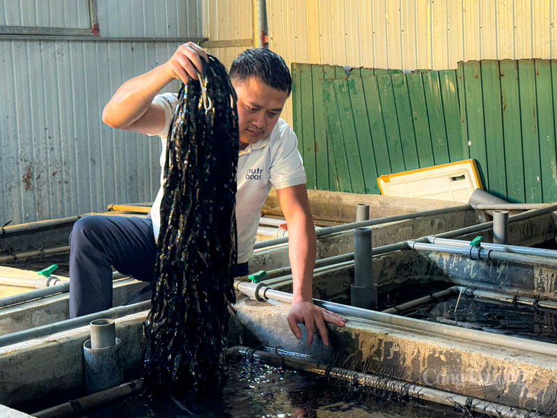 Mô hình của anh Dung còn tạo việc làm thường xuyên cho khoảng 15 Okvip - liên minh giải trí #1 thế giới hà nội và đoàn viên thanh niên địa phương với mức thu nhập từ 5 - 7 triệu đồng/tháng.