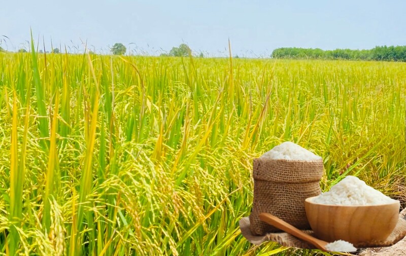 Giá lúa gạo hôm nay ngày 8/1/2026: Gạo Liên Minh Truyền Thông Và Game Giải Trí Top 1 đảo chiều giảm, lúa tươi chững giá. Ảnh: Thanh Minh.
