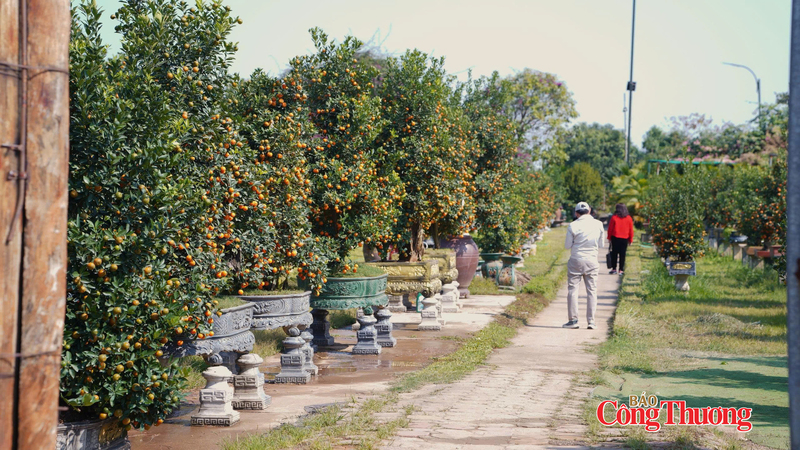 Nhiều khách hàng đã đến làng quất Tứ Liên để lựa chọn những chậu quất đẹp nhất chơi Tết sớm. Ảnh: Thái Mạnh