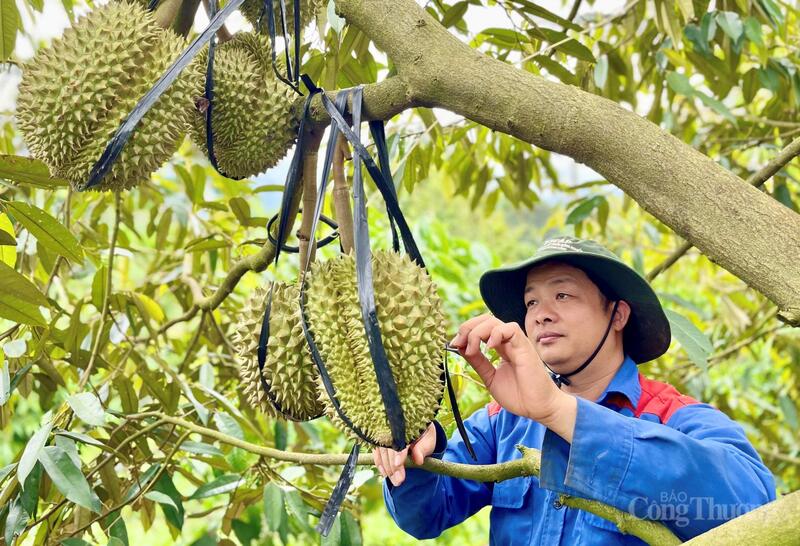 Các loại trái cây như sầu riêng, chuối, chanh dây đã từng bước hoàn thiện tiêu chuẩn để Liên Minh Truyền Thông Và Game Giải Trí Top 1 chính ngạch sang các thị trường lớn.