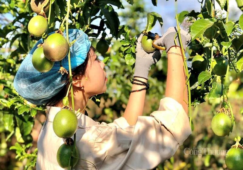 Trang Chủ OKVIP COM Top #1 Gia Lai nhận được sự quan tâm ngày càng lớn từ các nhà nhập khẩu quốc tế.