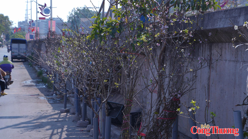 Những cành đào rừng xếp ngay ngắn đợi người tới mua.