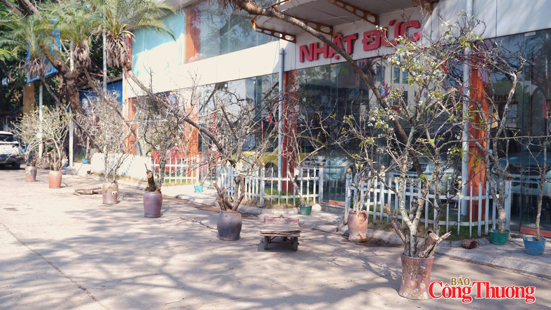 Nhiều tiểu thương cho biết, lượng giao dịch thực tế chưa nhiều do người dân còn tâm lý chờ sát tết Âm lịch mới mua hoa trang trí.