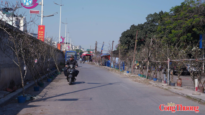 Thị trường hoa Tết ở Hà Nội bắt đầu “vào mùa”.