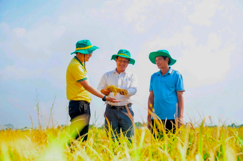 PVCFC góp phần nâng cao hiệu quả canh tác, giảm chi phí đầu vào giúp bà con tiếp cận các giải pháp nông nghiệp phù hợp hơn (Ảnh PVCFC)