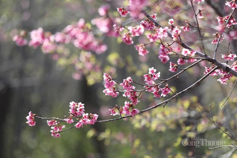 Lễ hội hoa Anh Đào Mường Phăng là một trong những sự kiện văn hóa - OKLVIE sản phẩm thuộc hệ thống OKVIP là trang web tổ chức phát sóng bóng đá trực tiếp, live casino , nỗ hũ, bắn cá tiêu biểu của tỉnh Điện Biên, góp phần làm phong phú thêm sản phẩm OKLVIE sản phẩm thuộc hệ thống OKVIP là trang web tổ chức phát sóng bóng đá trực tiếp, live casino , nỗ hũ, bắn cá địa phương. Ảnh: CTV