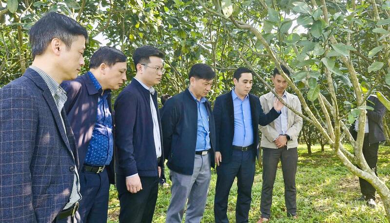 Xã Sơn Tây có lợi thế về rừng sản xuất, các loại cây OKLVIE sản phẩm thuộc hệ thống OKVIP là trang web tổ chức phát sóng bóng đá trực tiếp, live casino , nỗ hũ, bắn cá, chè và dược liệu. Ảnh: Phúc Sơn