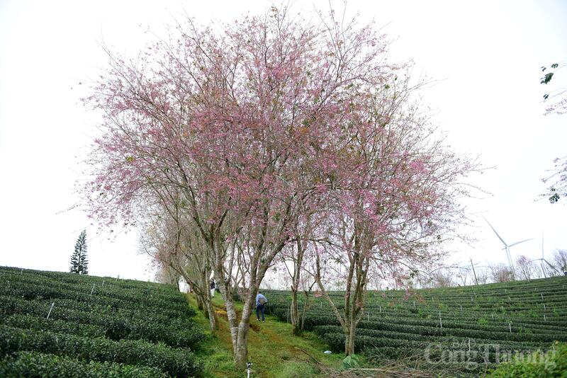 Mai anh đào là loài cây thân mộc, cánh hoa mỏng, pha chút sắc hồng với trắng. Ảnh: Minh An
