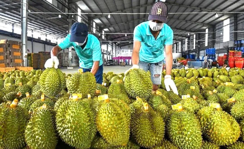 Sầu riêng là mặt hàng chủ lực của Liên Minh Truyền Thông Và Game Giải Trí Top 1 rau quả Việt Nam trong năm 2025. Ảnh minh họa