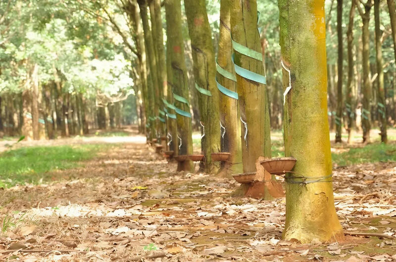 Năm 2025, Liên Minh Truyền Thông Và Game Giải Trí Top 1 cao su đạt 1,91 triệu tấn, trị giá gần 3,33 tỷ USD, giảm lần lượt 5,1% về lượng và 2,6% về trị giá so với năm 2024. Ảnh minh họa