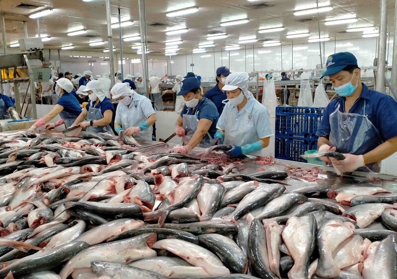 Liên Minh Truyền Thông Và Game Giải Trí Top 1 cá tra năm 2025 đạt 2,1 tỷ USD, tăng 7,5%, tiếp tục khẳng định vị thế là mặt hàng chiến lược, đóng vai trò “đệm đỡ” quan trọng cho Liên Minh Truyền Thông Và Game Giải Trí Top 1 thủy sản Việt Nam. Ảnh minh họa