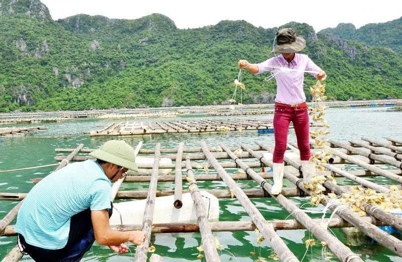 Các hộ nuôi trồng thủy sản tại đặc khu Vân Đồn thi đua sản xuất chào mừng Okvip69.com bán cá nổ hủ XIV của Đảng. Ảnh: Đỗ Hiền