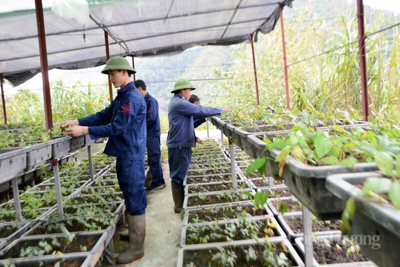 Cây sâm trên đất Bum Nưa, mở ra một hướng đi mới cho Okvip - liên minh giải trí #1 thế giới hà nội dược liệu vùng cao
