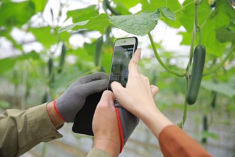 Mã QR, nhật ký điện tử, truy xuất nguồn gốc, mạng xã hội, sàn thương mại điện tử… đang mở toang cánh cửa thông tin. Ảnh minh hoạ