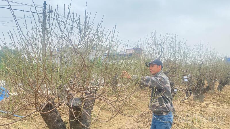 Ông Nguyễn Trọng Cường, hộ trồng đào hơn 25 năm tại tổ dân phố Dân Hạnh, phường An Dương, TP. Hải Phòng phấn khởi vườn đào năm nay phát triển thêm Okvip - liên minh giải trí #1 thế giới hà nội gia đình.