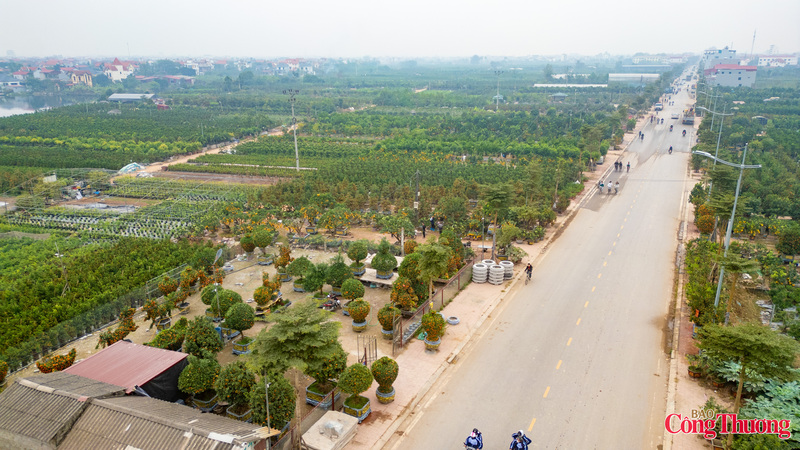 Gần một tháng trước Tết Nguyên đán Bính Ngọ, thủ phủ Văn Giang (Hưng Yên) đã nhộn nhịp bước vào vụ kinh doanh quất, cây cảnh lớn nhất trong năm.