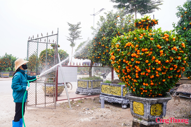 Thời điểm này các nhà vườn tích cực chăm sóc và chuyển hàng đến với các khách  hàng đã đặt cây từ trước.