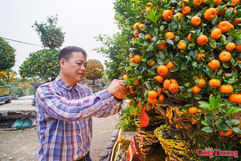 Anh Mạnh Thuỷ (chủ vườn tại Văn Giang, Hưng Yên) cho biết: "Ngay từ khâu chọn cây phôi, nhà vườn đã phải lựa chọn kỹ lưỡng những cây quýt thuộc giống khỏe, nhiều tay tán, sai quả và có khả năng giữ quả lâu. Từng đường cong, độ vươn của cành đều được tính toán cẩn thận, uốn nắn tỉ mỉ nhằm tạo hình dáng con ngựa cân đối, đẹp mắt".