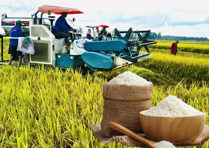 Giá lúa gạo hôm nay ngày 24/1/2026: Thị trường lặng sóng. Ảnh: Thanh Minh.
