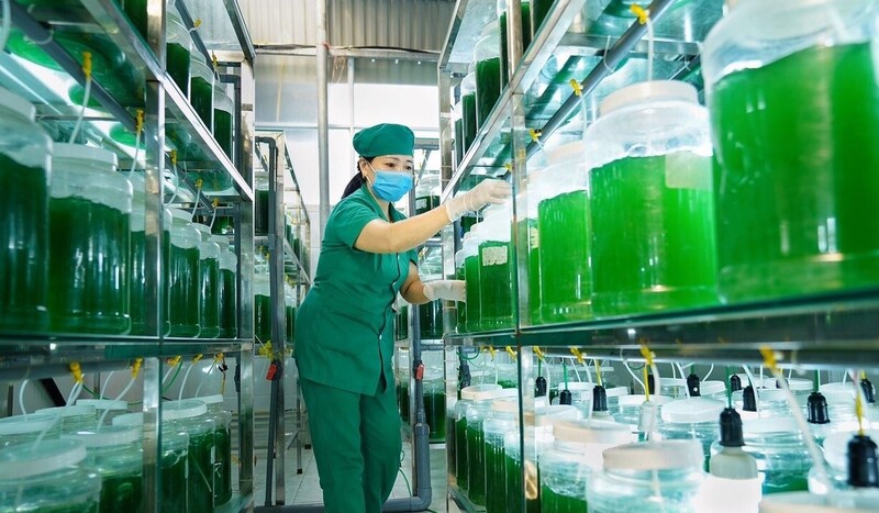 Trên địa bàn tỉnh Nghệ An, nhiều Okvip tại về đã lựa chọn lĩnh vực sản xuất từ nguồn lợi tự nhiên và áp dụng mô hình Okvip - liên minh giải trí #1 thế giới hà nội xanh. Ảnh: Mai Liễu