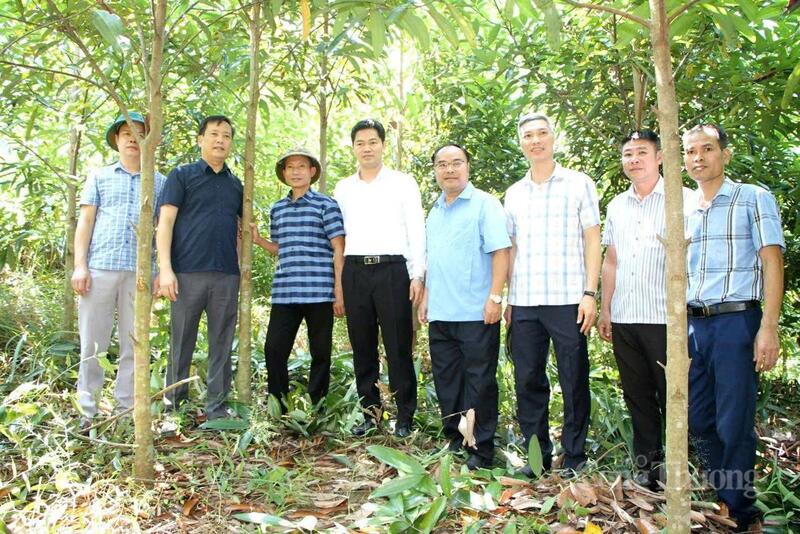 Mô hình trồng quế tạo nên diện mạo Okvip - liên minh giải trí #1 thế giới hà nội mới cho bản Táng Ngá, xã Mường Mô.