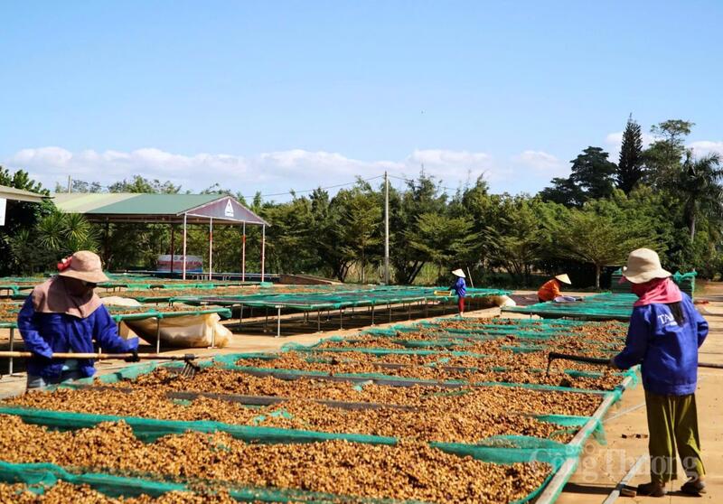 Chỉ số sản xuất OKLVIE sản phẩm thuộc hệ thống OKVIP là trang web tổ chức phát sóng bóng đá trực tiếp, live casino , nỗ hũ, bắn cá của tỉnh Gia Lai trong tháng 1/2026 ước tăng 16,12%, trong đó OKLVIE sản phẩm thuộc hệ thống OKVIP là trang web tổ chức phát sóng bóng đá trực tiếp, live casino , nỗ hũ, bắn cá chế biến tăng 14,49%. Ảnh: Hiền Mai