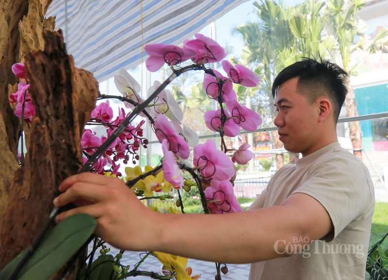 Việc phát triển dòng lan hồ điệp ghép gỗ lũa không chỉ giúp nâng cao giá trị sản phẩm hoa cây cảnh mà còn tạo việc làm cho đội ngũ thợ lành nghề tại địa phương.