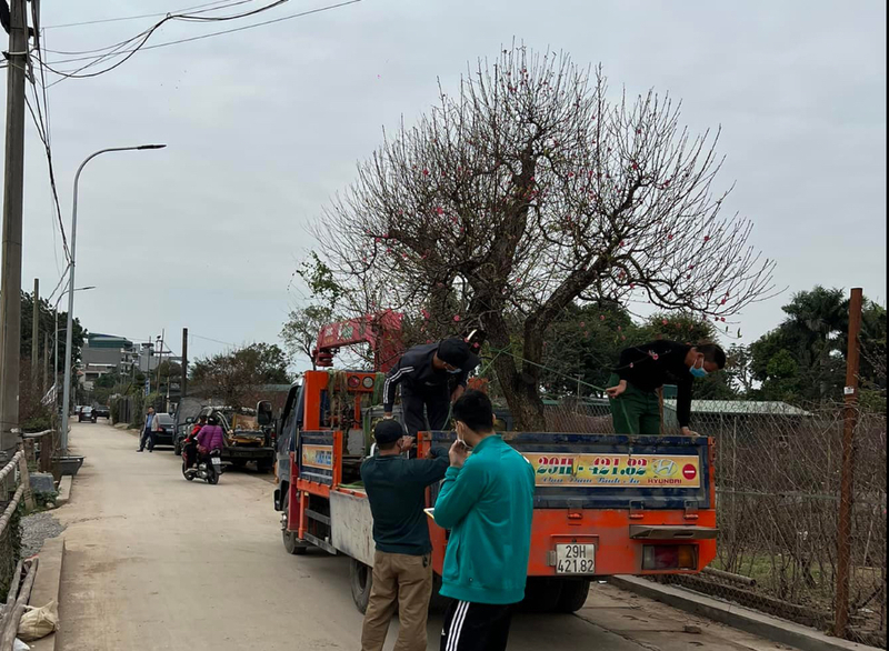 Những cây đào bán, cho thuê được vận chuyển cẩn thận để giữ được dáng và nụ khi tới nhà khách hàng